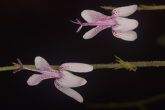 Andrographis alata